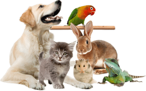 Послуги розплідників для домашніх тварин і птахів в Запоріжжі