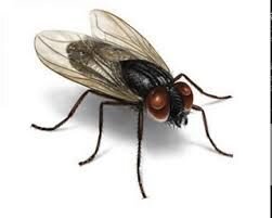 Засоби від мух, комарів, клопів та тарганів