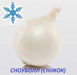Озима цибуля севок Сноуболл (Snowball) 8/21 1кг / TOP Onion Sets