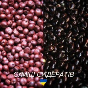 Сидератна суміш Ріпак Гірчиця Насіння