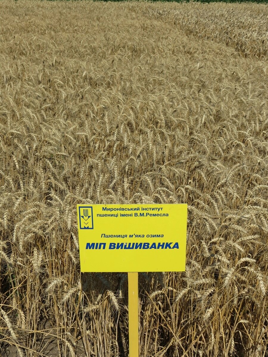 Насіння озимої пшениці сорту МІП Вишиванка супереліта від компанії Ячмінь ярий посівний, насіння вівса голозерного - Носівська СДС - фото 1