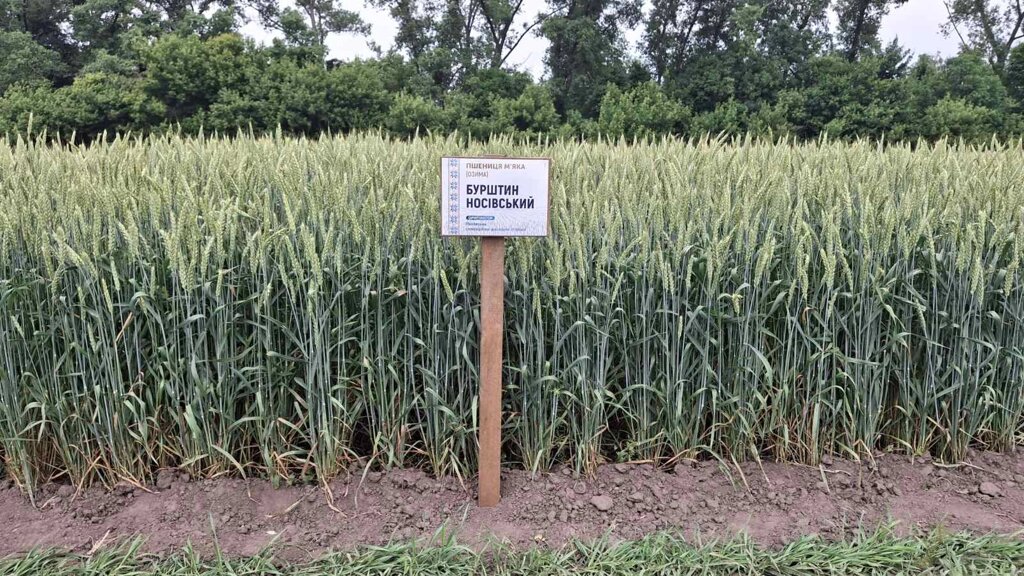 Насіння пшениці м’якої (озимої) сорту Бурштин Носівський еліта від компанії Ячмінь ярий посівний, насіння вівса голозерного - Носівська СДС - фото 1