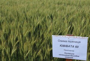 Насіння озимої пшениці сорту Ювівата 60 1 репродукція