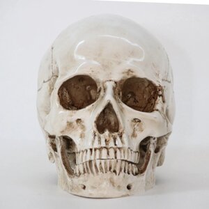 Анатомічна модель Череп RESTEQ 19x14x16 см. Модель черепа людини, знімна щелепа. Череп людини декоративний