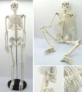 Велика модель скелета RESTEQ деталізована фігурка скелета анатомічний скелет людини 45см