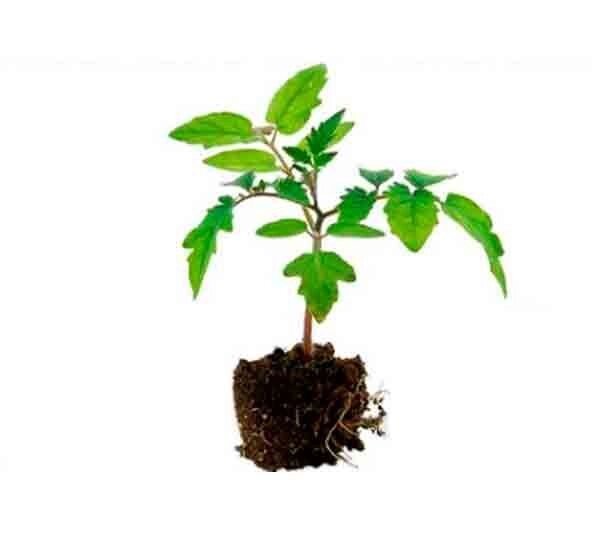 Біодобрива "Біофосфорин" для передпосівної обробки від компанії ТОВ «ТАМІС-АГРО» - фото 1