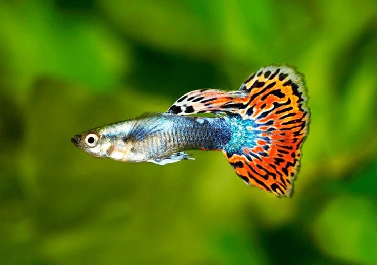 Аквариумная рыбка Гуппи (лат. Poecilia reticulata) — пресноводная живородящая рыба ##от компании## Шипистик Shipistik - ##фото## 1