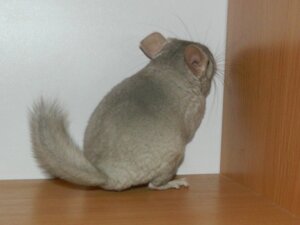 Шиншила бежева. Beige chinchilla.