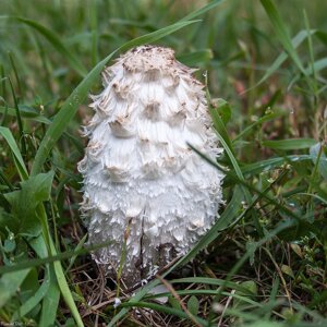 Грибниця Чорнильне гриба (гнойовик білого), Coprinus comatus, сухої зернової міцелій