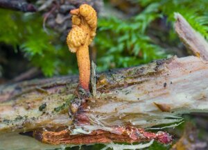 Грибниця Кордицепса мінливого, Cordyceps variabilis, сухої зернової міцелій