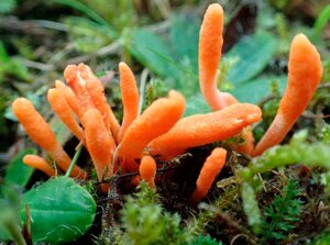 Грибниця Кордицепса військового, Cordyceps militaris, сухої зернової міцелій