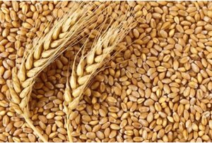 Насіння пшениці Гранус (дворучка) 1 репродукція