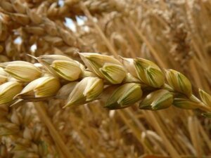 Насіння пшениці ШИРОККО КВС 1 репродукція