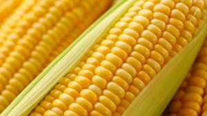 ЗБРУЧ ФАО 310 насіння кукурудзи