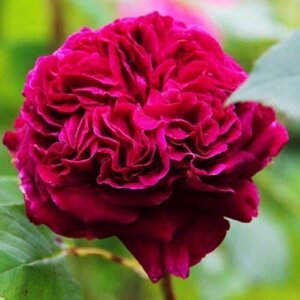 Троянда Falstaff (плетиста) (саджанці)