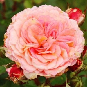 Троянда плетиста Amaretto (саджанці)