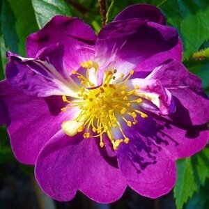 Троянда Veilchenblau (плетиста) (саджанці)
