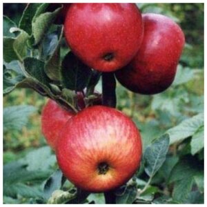 Яблуня колоноподібна Черемош (осіння) (саджанці)