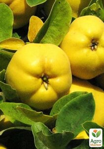 Айва яблукоподібна Золотиста (осінній сорт, ранній термін дозрівання)