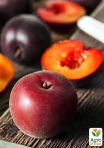 Ексклюзив! Персик червоно-вишневий Королівський (Royal) (англійська селекція, преміальний великоплідний сорт)