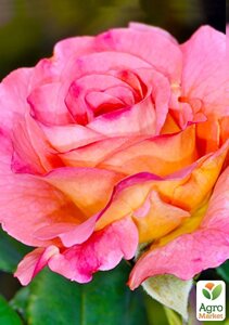 Ексклюзив! Троянда англійська рожево-жовта Подарунок (Present) (саджанець класу АА+преміальний високорослий сорт)