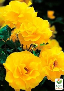 Ексклюзив! Троянда флорибунда яскраво-жовта Дамська примха (Ladies caprice) (преміальний рясно квітучий сорт)