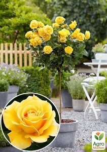 Ексклюзив! Троянда штамбова яскраво-жовта Істина (True) (саджанець класу АА+преміальний ароматний сорт)