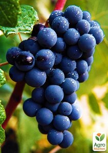 Ексклюзив! Виноград темно-синій Чорне море (Black Sea) (преміальний високоврожайний винний сорт)