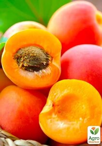 Персик-абрикос гібрид Ромео