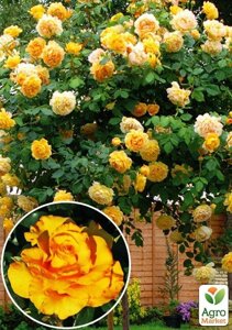 Троянда штамба Керіо (саджанець класу АА+вищий сорт