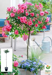 Троянда штамбова дрібноквіткова Pink Swany (саджанець класу АА+вищий сорт