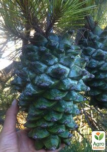 Сосна Кедрова Джерарда Pinus Gerardiana (Колекційна, найрідкісніша сосна у світі)
