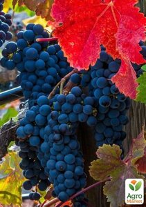 Виноград Чорні Перли (винний сорт, ранньо-середній термін дозрівання, морозостійкий)