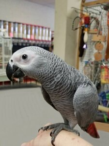 Папуги жако мають виражене забарвлення сірого кольору