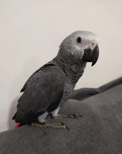 Папуги жако відомі своєю здатністю імітувати звуки