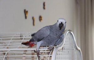 Папуга Жако - ідеальний вибір для любителів спілкування з птахами