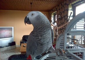 Жако по праву вважається практично ідеальним кімнатним папугою