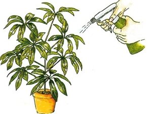 Догляд за рослинами