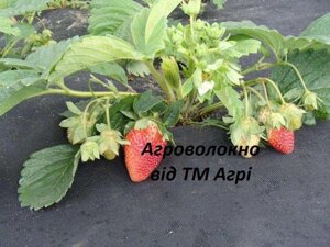 Агроволокно 60 г/м2 чорне (1,60*10 м) від бур'янів, мульчувальне