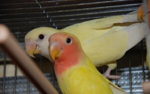 Ексклюзивні унікальні нерозлучники - ручні пташенята і пари