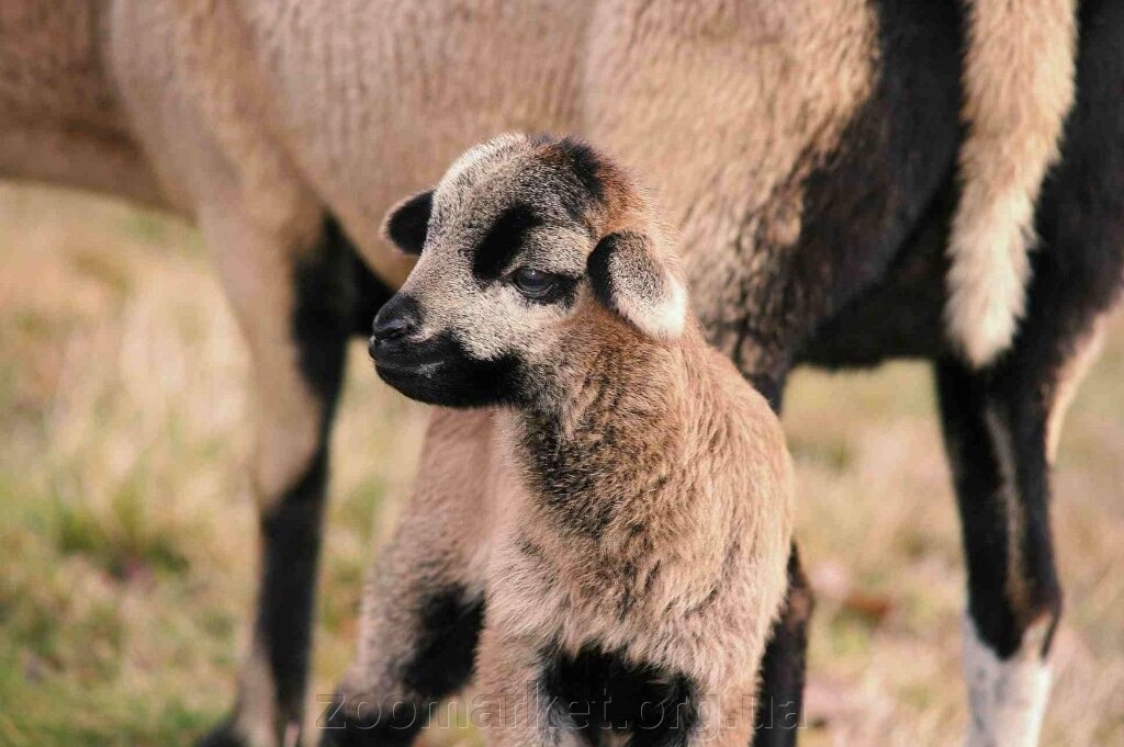 Камерунські карликові вівці - власне розведення - вибрати
