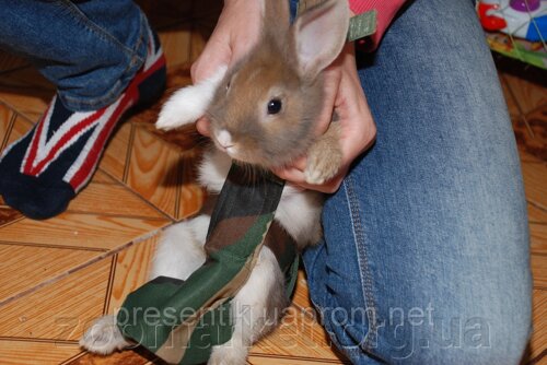 Прогулянковий костюм - памперс для декоративних кроликів
