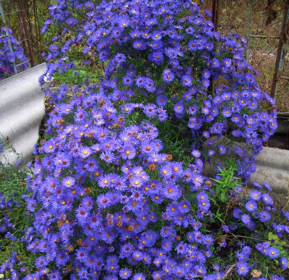 Айстра  багаторічна насичено бузково голуба до 70 см кущ не великий від компанії Квітучій сад у Великих Сорочинцях - фото 1