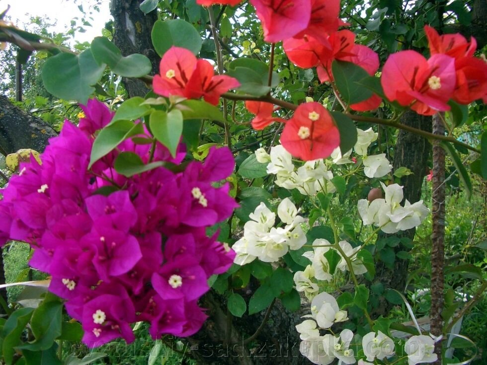 Бугенвиллия 4 штуки назва загублена від компанії Квітучій сад у Великих Сорочинцях - фото 1