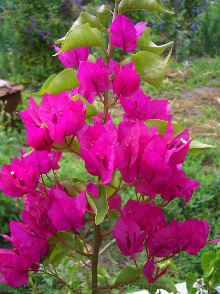 Бугенвіллія 5 рослин без назв. від компанії Квітучій сад у Великих Сорочинцях - фото 1