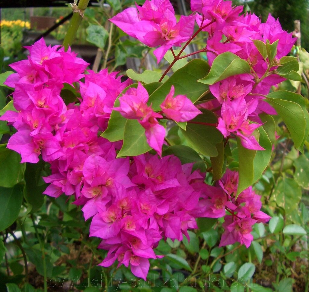 Бугенвіллія Double Pink (З квітами) від компанії Квітучій сад у Великих Сорочинцях - фото 1