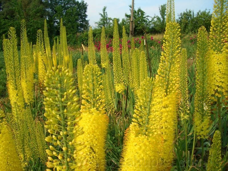 Еремурус жовтий 1 паросток - 1 корінь стандартна деленка від компанії Квітучій сад у Великих Сорочинцях - фото 1