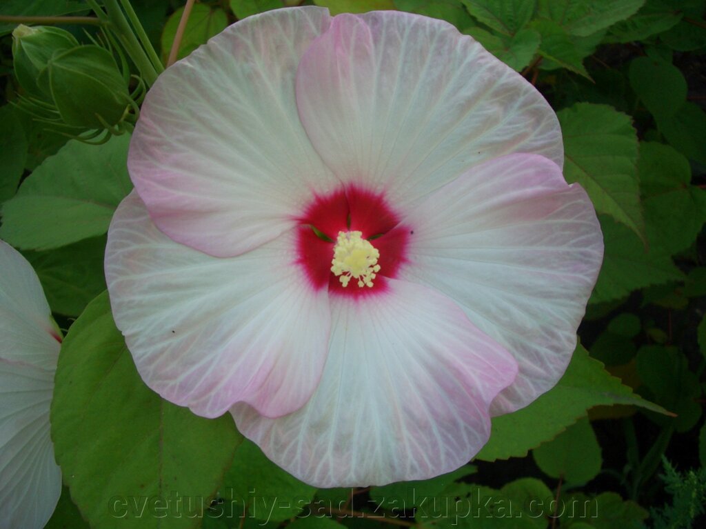 Гібіскус трав'янистий біло-рожевий, невеликий корінь. від компанії Квітучій сад у Великих Сорочинцях - фото 1