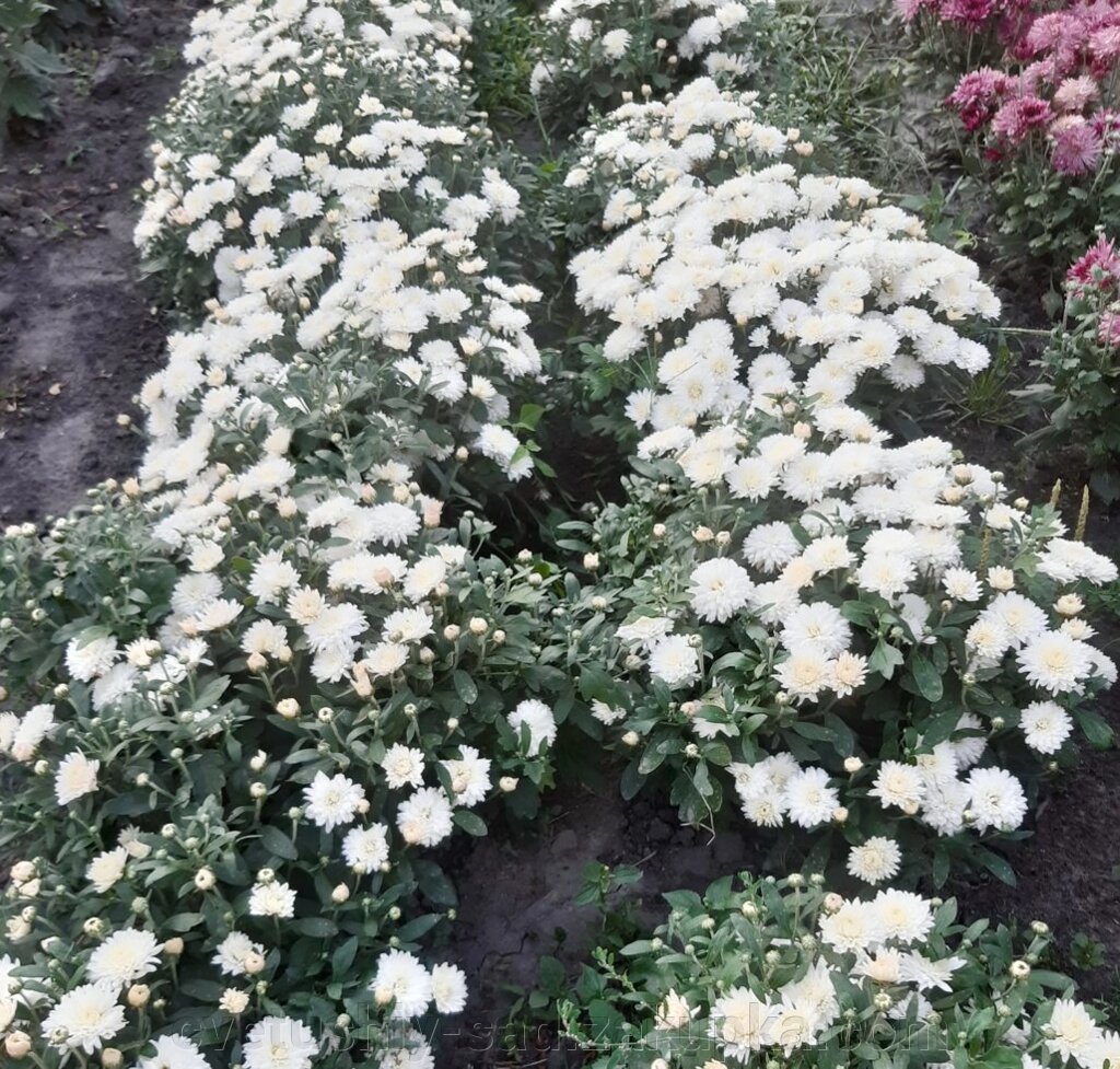 Хризантема Білосніжка (зараз перезимувавший кущик з ростками) від компанії Квітучій сад у Великих Сорочинцях - фото 1