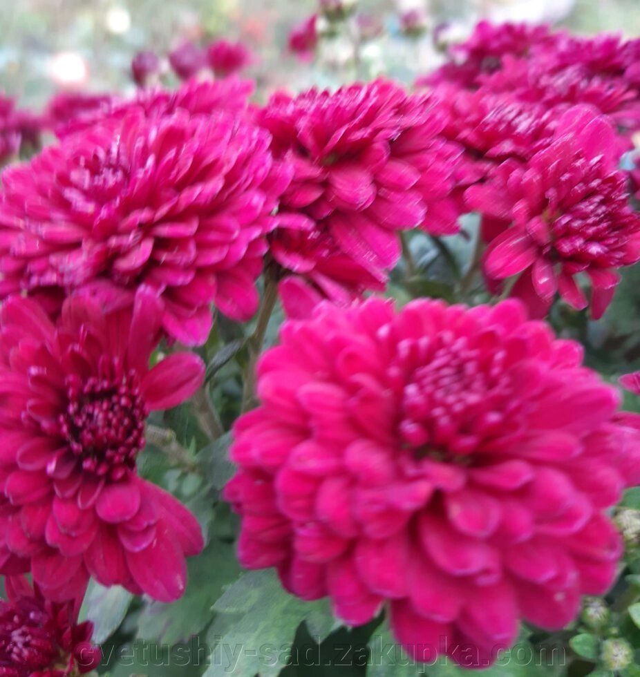 Хризантема Калатіно Пурпле від компанії Квітучій сад у Великих Сорочинцях - фото 1